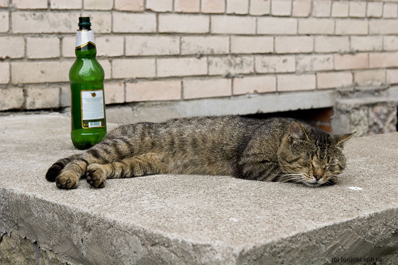drunken_cat-02.jpg