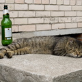 drunken_cat-02.jpg
