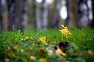 those_autumn_leaves