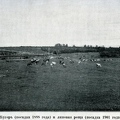 лес при имении Сежа 1904г. посадки 1888 и 1901гг.