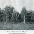 лес при имении Сежа 1904г. посадки 1897г.