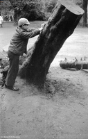 vnm Ласточка 1976-9. У пня рядом с лечебным корпусом №3 (последствия шторма июня 1976 г)