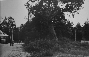 Солнечное переулок Коуку справа сосна слева магазин Кяяпя 1950-е