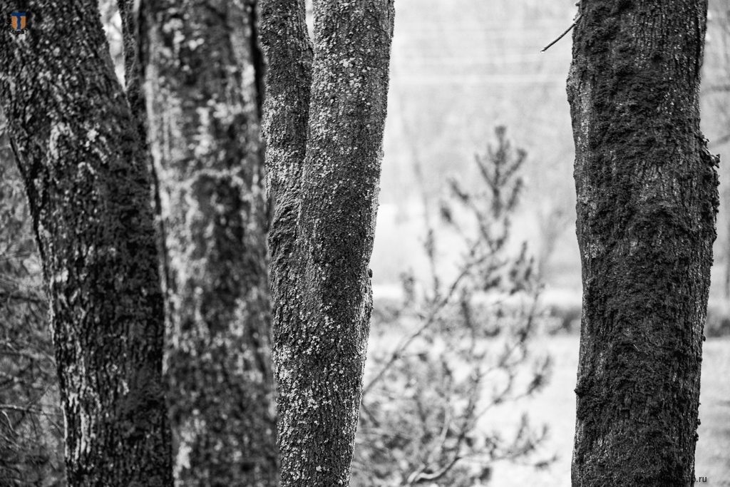 03.11.2019. Черно-белая погода. Фото А. Браво